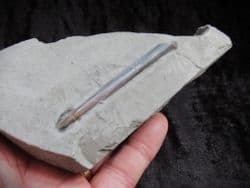 Passaloteuthis Belemnites from the Jurassic Coast