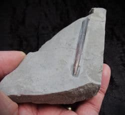 Passaloteuthis Belemnites from the Jurassic Coast