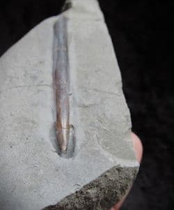 Passaloteuthis Belemnites from the Jurassic Coast