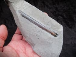 Passaloteuthis Belemnites from the Jurassic Coast