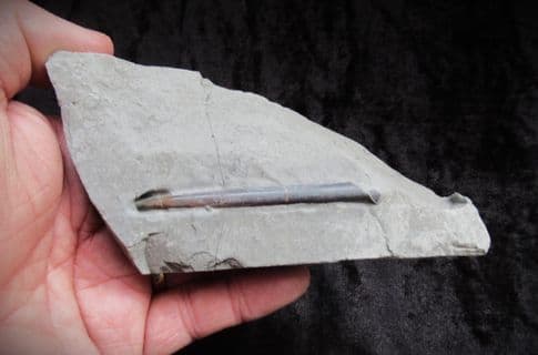 Passaloteuthis Belemnites from the Jurassic Coast