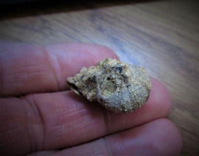 Pea grit sea urchin !