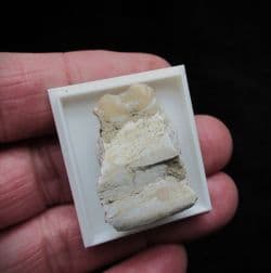 Peccary tooth in jaw section