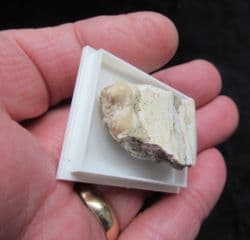 Peccary tooth in jaw section
