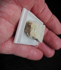 Peccary tooth in jaw section