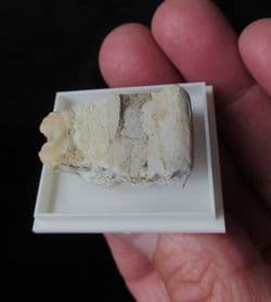 Peccary tooth in jaw section