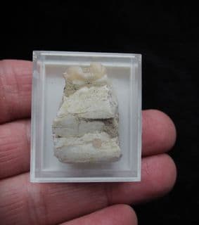 Peccary tooth in jaw section