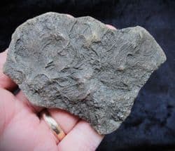 Pentacrinites fossilis Sea Lilly from Lyme Regis