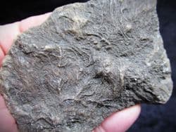 Pentacrinites fossilis Sea Lilly from Lyme Regis