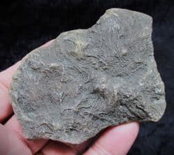 Pentacrinites fossilis Sea Lilly from Lyme Regis