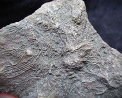 Pentacrinites fossilis Sea Lilly from Lyme Regis