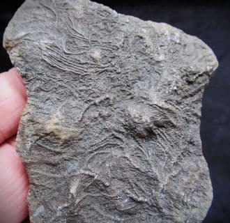 Pentacrinites fossilis Sea Lilly from Lyme Regis