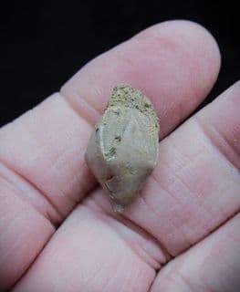 Pentremites godoni super blastoid