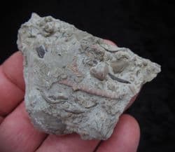 Periechocrinites monoliformis Crinoid