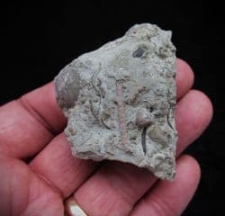 Periechocrinites monoliformis Crinoid