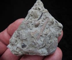 Periechocrinites monoliformis Crinoid