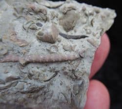 Periechocrinites monoliformis Crinoid