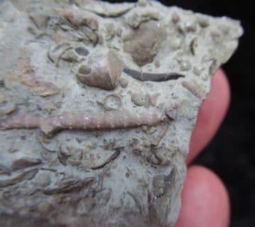 Periechocrinites monoliformis Crinoid
