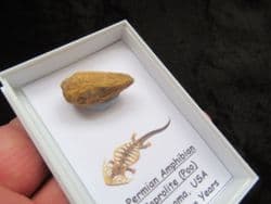 Permian Amphibian Coprolite