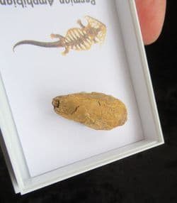 Permian Amphibian Coprolite