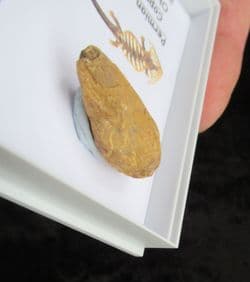 Permian Amphibian Coprolite