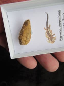 Permian Amphibian Coprolite