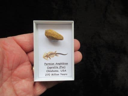 Permian Amphibian Coprolite