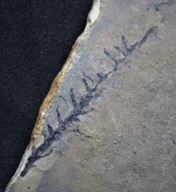 Permian  Lebachia conferta