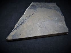 Permian  Lebachia conferta
