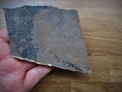 Permian  Lebachia conferta