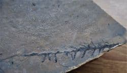 Permian  Lebachia conferta