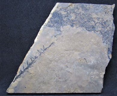 Permian  Lebachia conferta