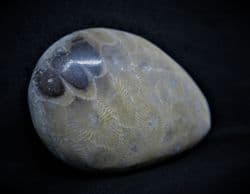 Petoskey stone Michigan Coral