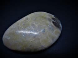 Petoskey stone Michigan Coral