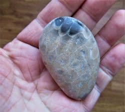 Petoskey stone Michigan Coral