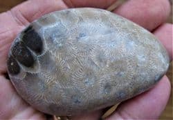 Petoskey stone Michigan Coral