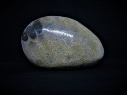 Petoskey stone Michigan Coral