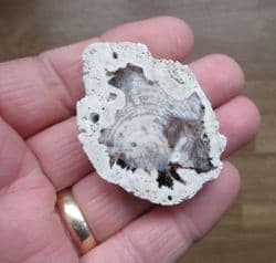 Petrified Opalised wood from Hungary