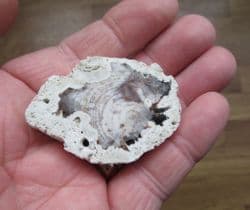 Petrified Opalised wood from Hungary
