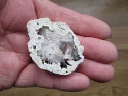 Petrified Opalised wood from Hungary