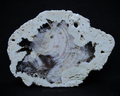 Petrified Opalised wood from Hungary