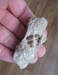 Phacodus punctatus (Dixon 1850)