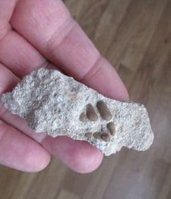 Phacodus punctatus (Dixon 1850)