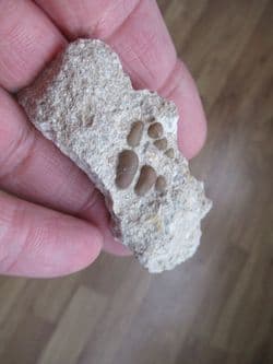 Phacodus punctatus (Dixon 1850)