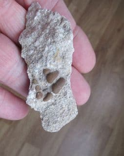 Phacodus punctatus (Dixon 1850)