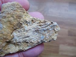 Phanocrinus Crinoid from Alabama
