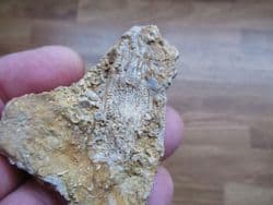 Phanocrinus Crinoid from Alabama