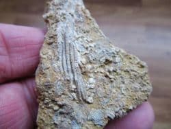 Phanocrinus Crinoid from Alabama