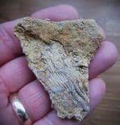 Phanocrinus Crinoid from Alabama