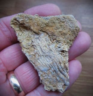Phanocrinus Crinoid from Alabama